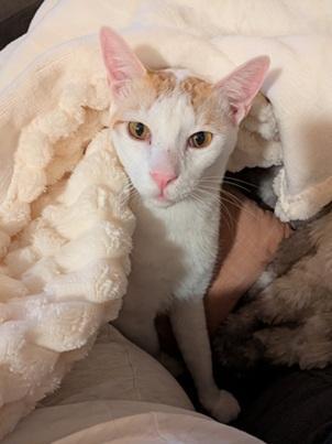 Xander, Adoptable, Adult Male Domestic Short Hair & Tabby.