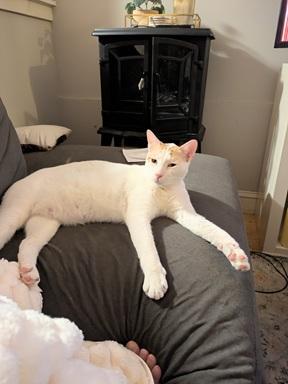 Enlarge Xander, a Adoptable mixed breed in San Francisco, CA image 2/6