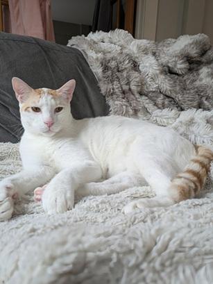 Enlarge Xander, a Adoptable mixed breed in San Francisco, CA image 3/6