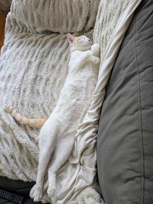 Enlarge Xander, a Adoptable mixed breed in San Francisco, CA image 4/6