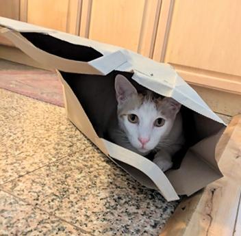 Enlarge Xander, a Adoptable mixed breed in San Francisco, CA image 5/6