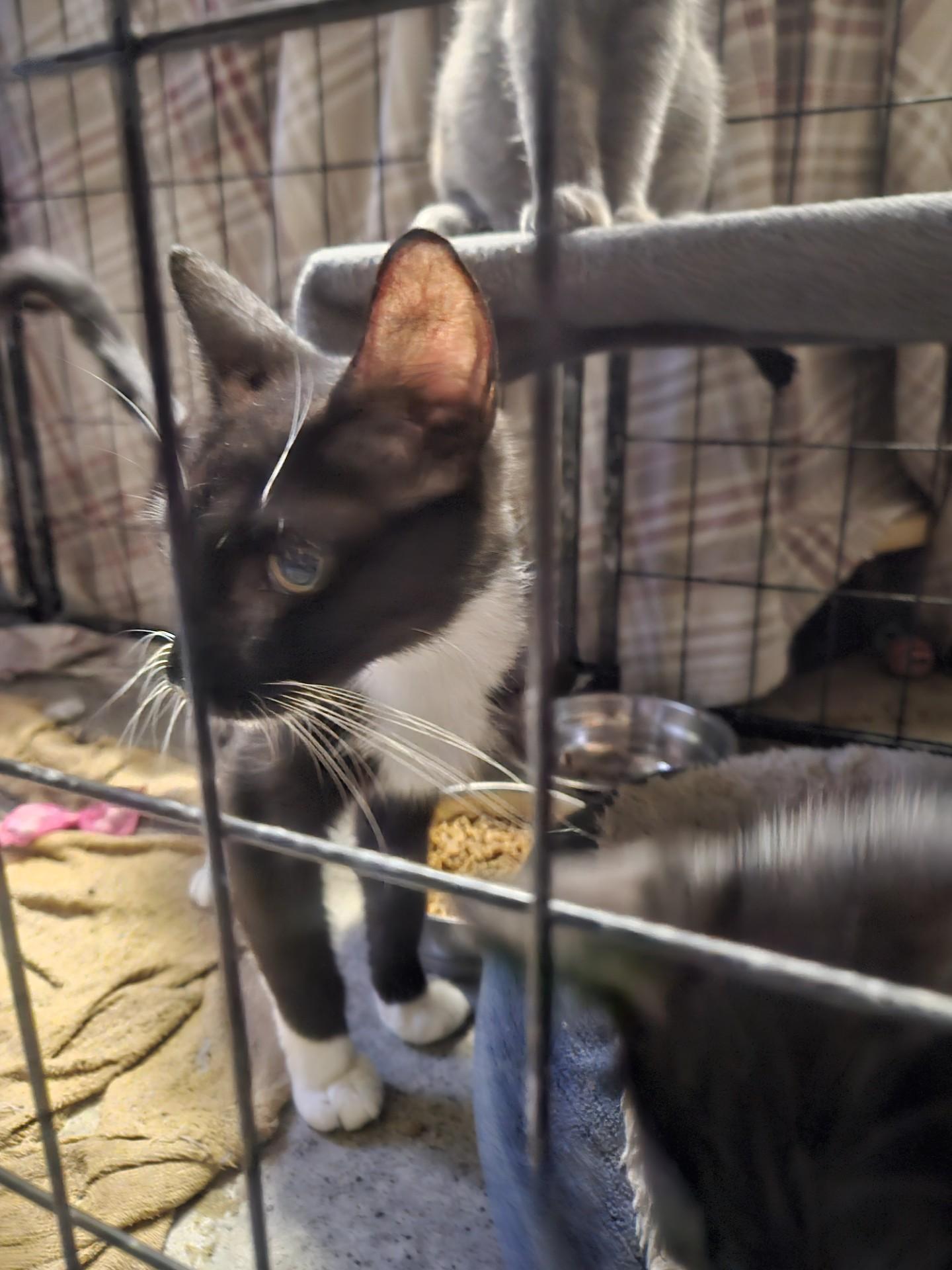 Enlarge Natasha - Gentle & Friendly, a Adoptable Domestic Short Hair in Quentin, PA image 1/1