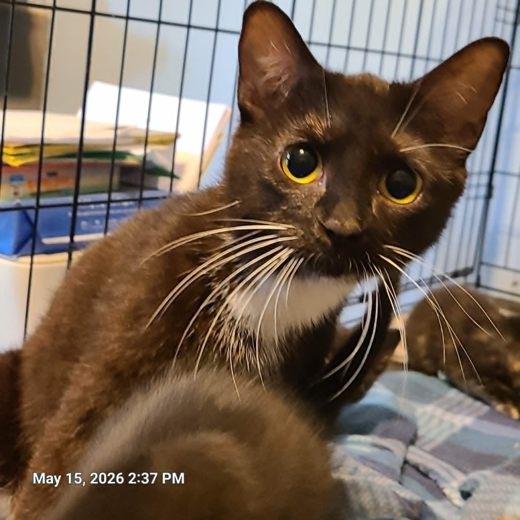 Magic, ADOPTABLE, Young Female Tuxedo.