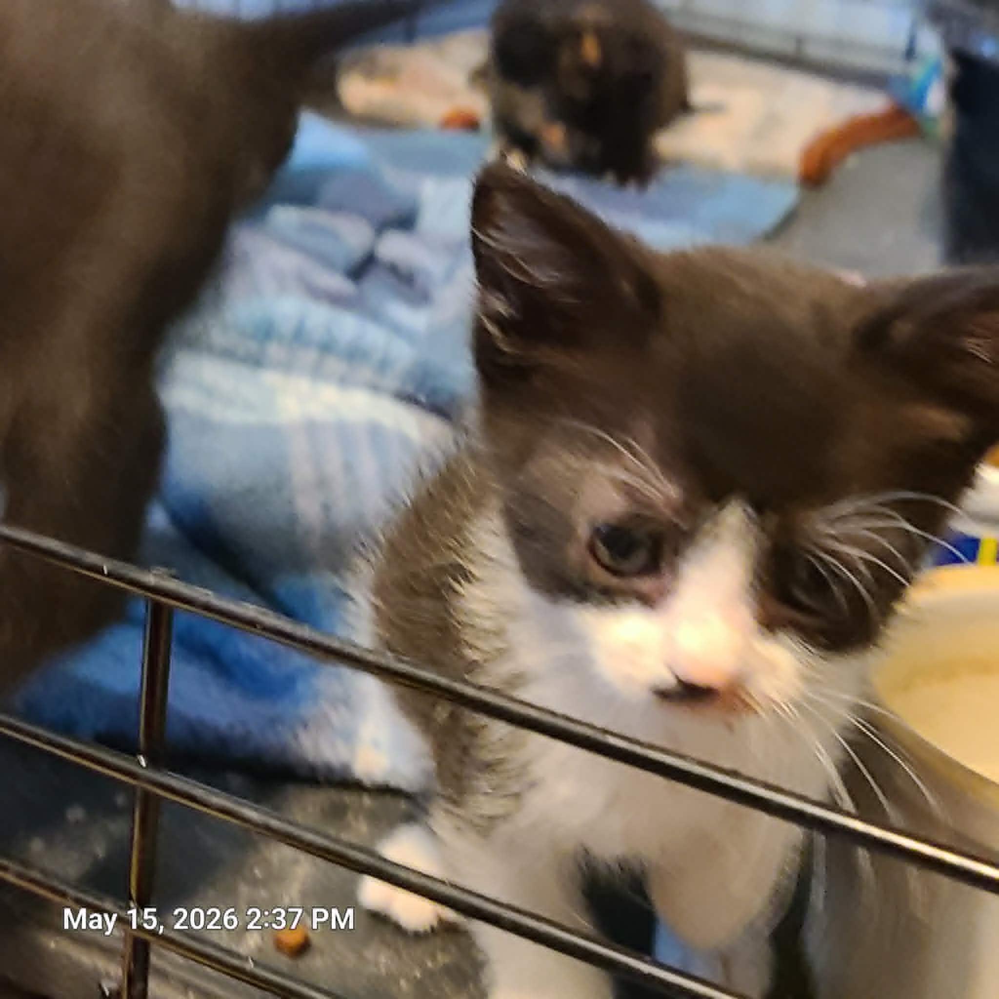 Magic, a ADOPTABLE Tuxedo in Waynetown, IN image 2/4