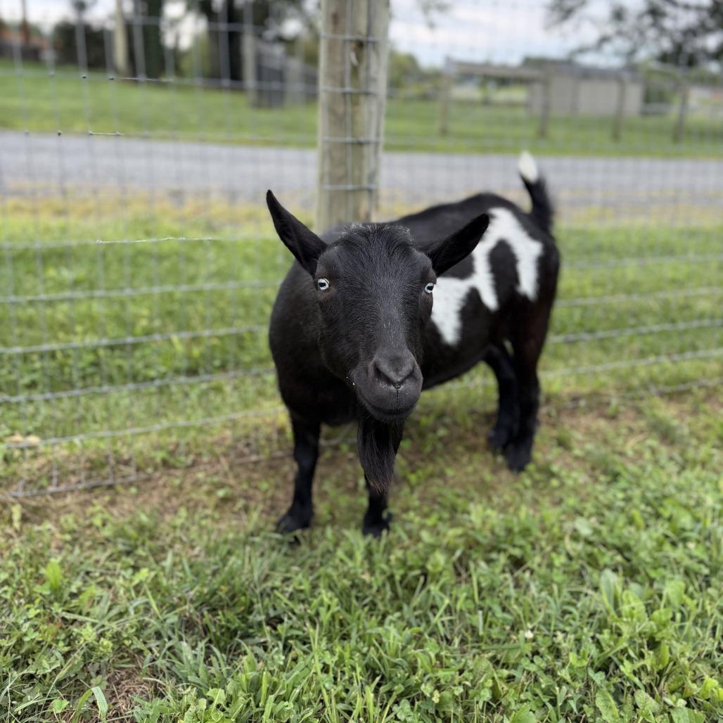 Tyson, Adoptable, Adult Male Nigerian Dwarf.
