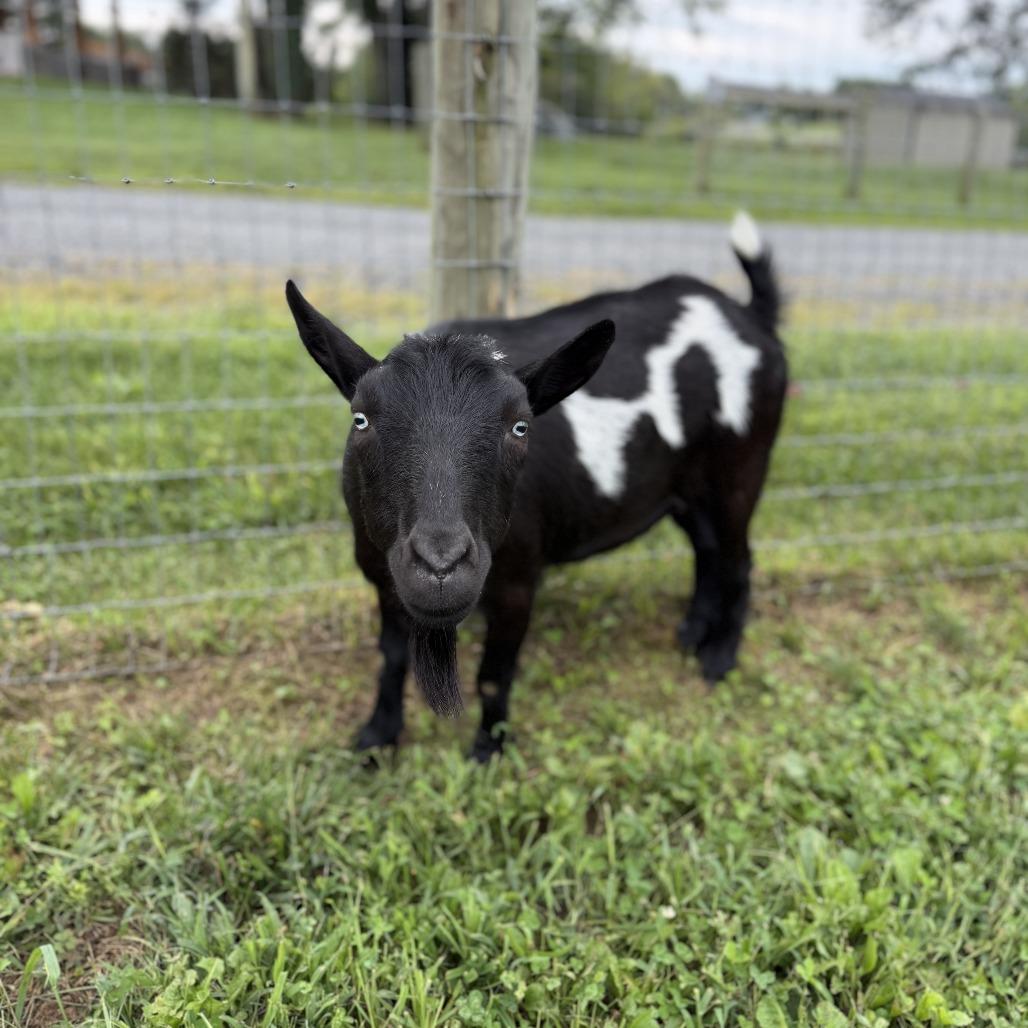 Enlarge Tyson, a Adoptable Nigerian Dwarf in Marshall, VA image 2/2