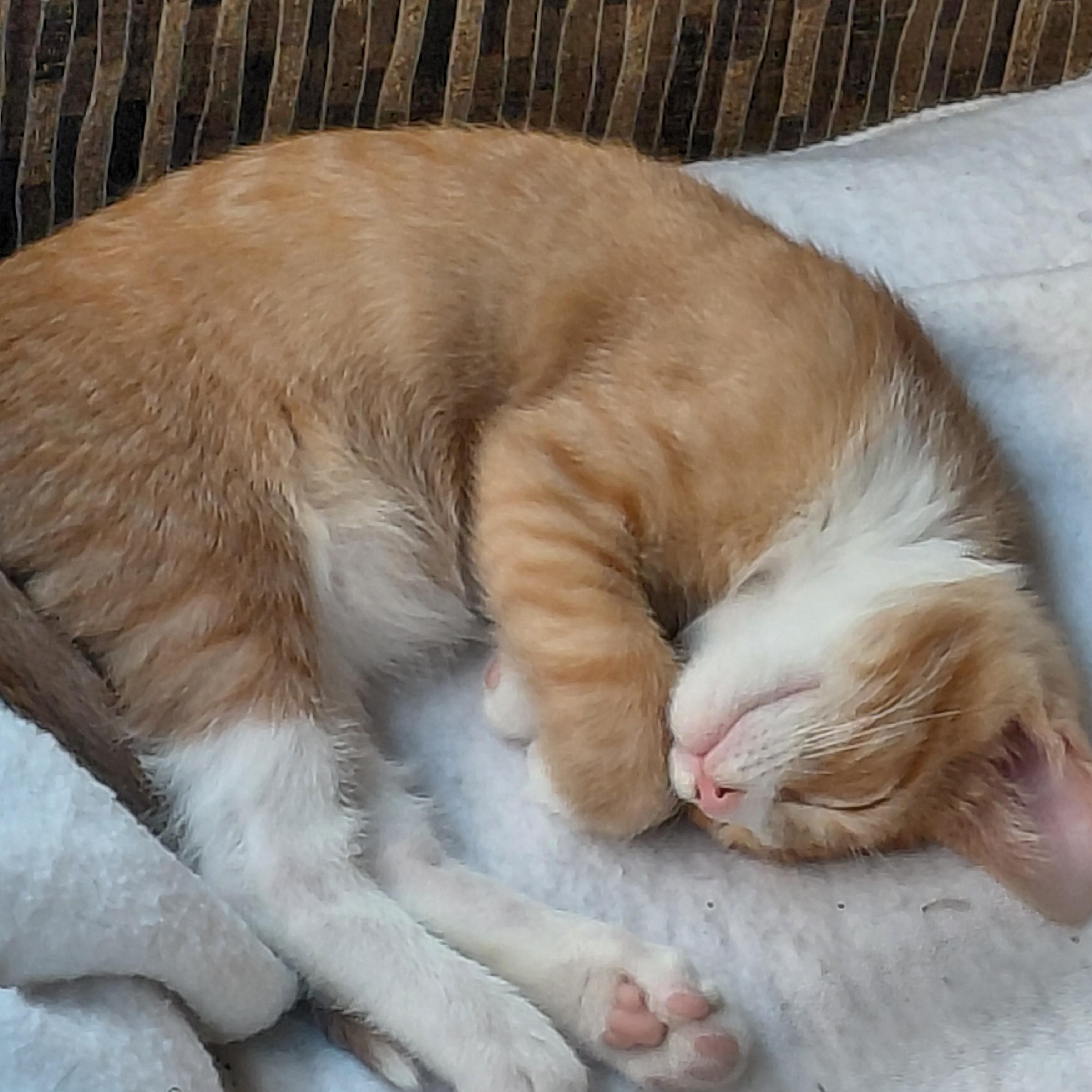 Enlarge Willie - (bk), a Adoptable mixed breed in Burlington, WA image 3/5