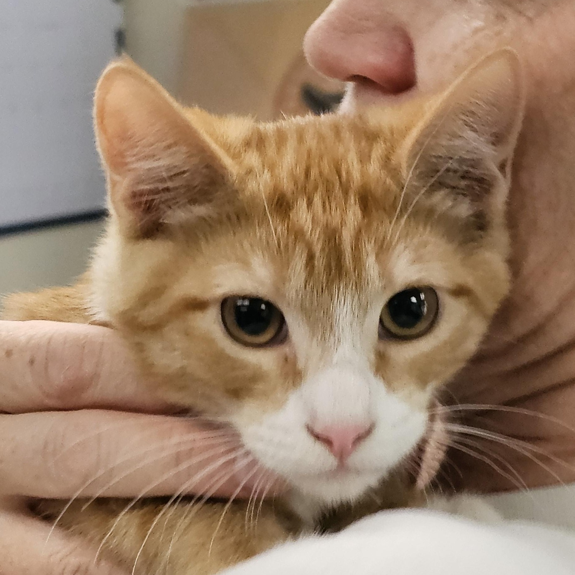 Willie - (bk), Adoptable, Kitten Male Tabby & Domestic Short Hair.