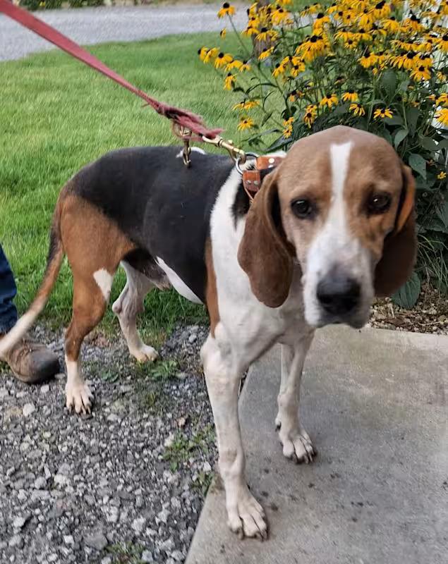 Turbo - Sponsored!, a Adoptable Treeing Walker Coonhound in Monterey, VA image 1/4