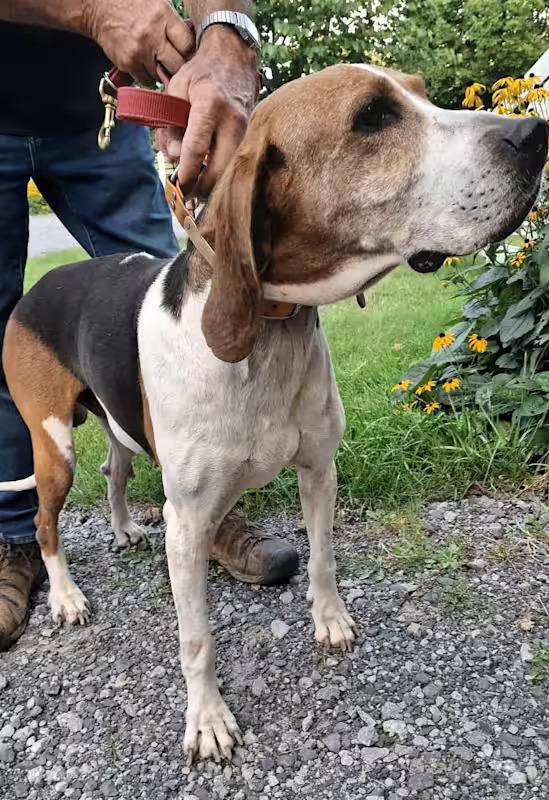 Turbo - Sponsored!, a Adoptable Treeing Walker Coonhound in Monterey, VA image 3/4