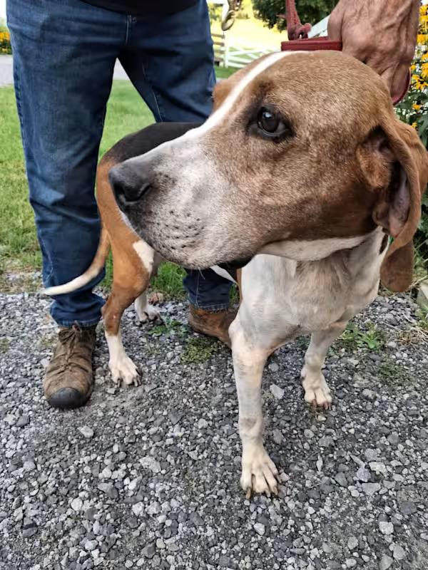 Turbo - Sponsored!, a Adoptable Treeing Walker Coonhound in Monterey, VA image 4/4