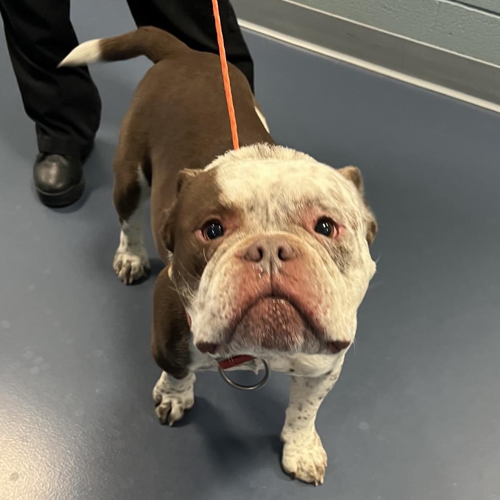 Enlarge Zeus, an adopted mixed breed in Greensboro, NC image 1/1