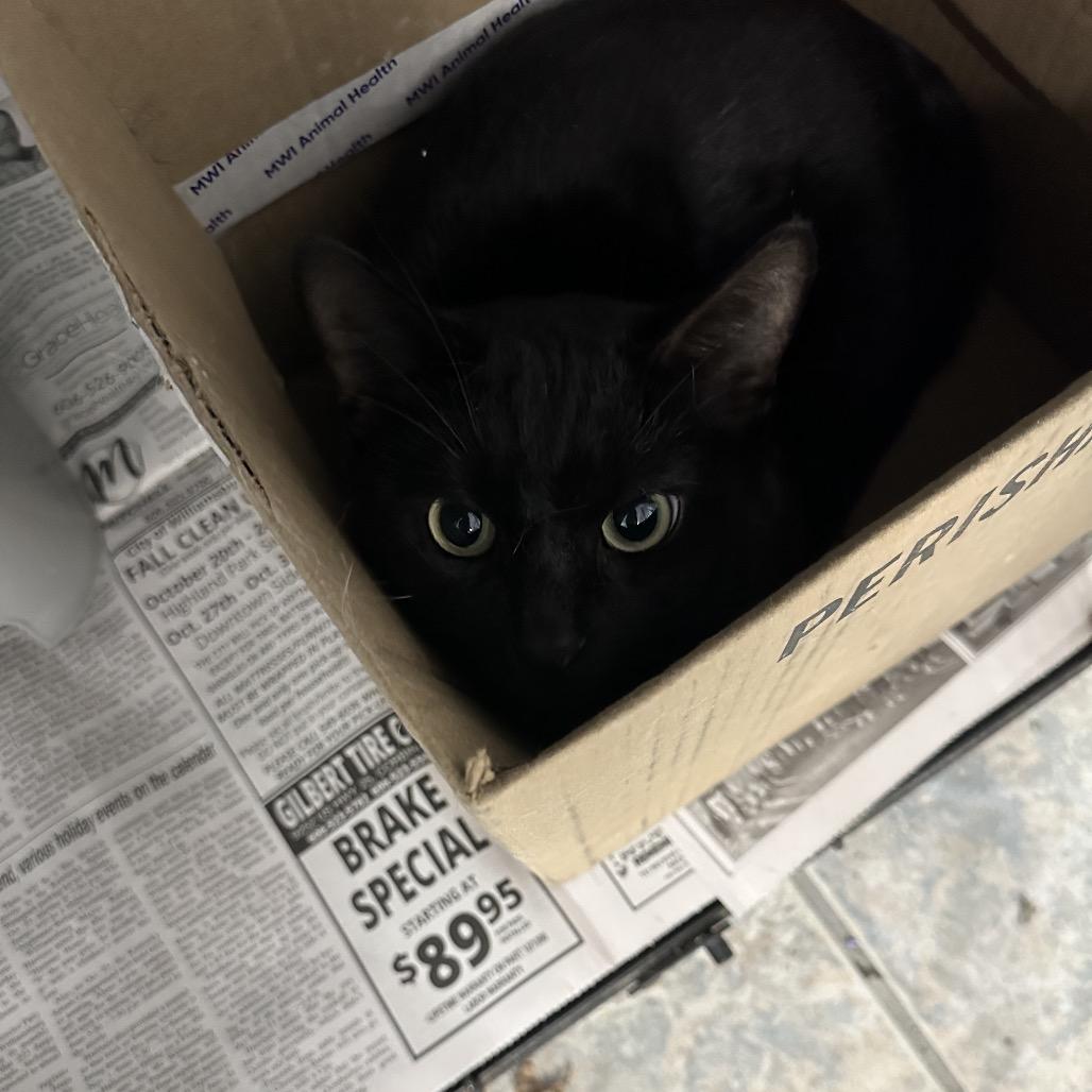 Salem, Adoptable, Adult Male Domestic Medium Hair.