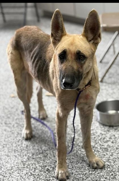 Enlarge Oakley, a Adoptable mixed breed in Vincennes, IN image 1/1