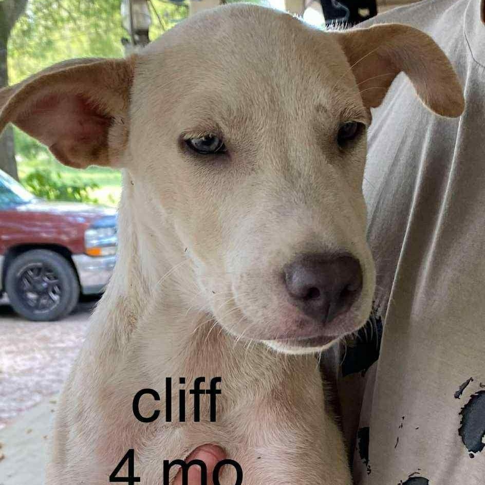 Cliff the Mixed Breed puppy!