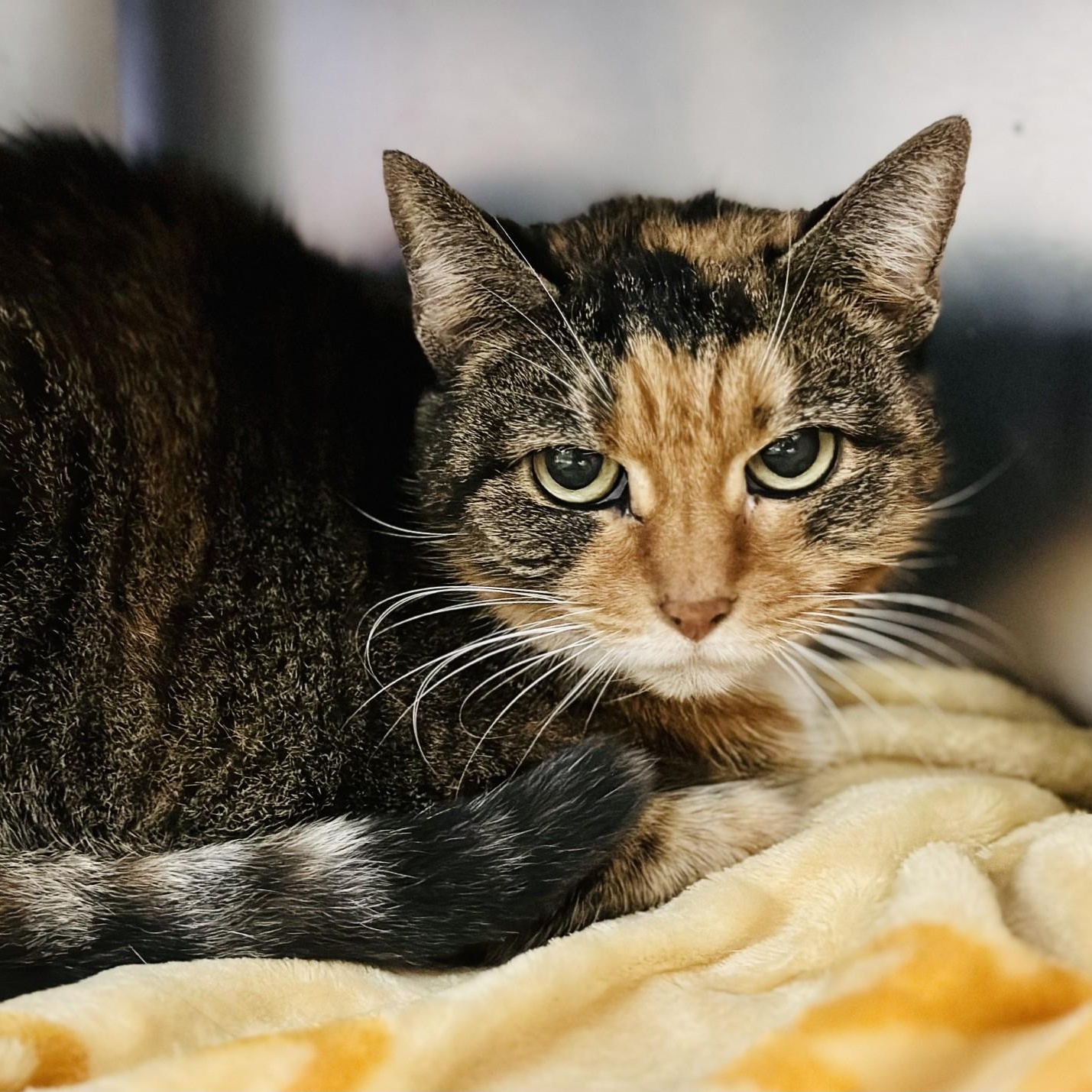 Beatrice, a Adoptable Domestic Short Hair in Jackson, NJ image 1/2
