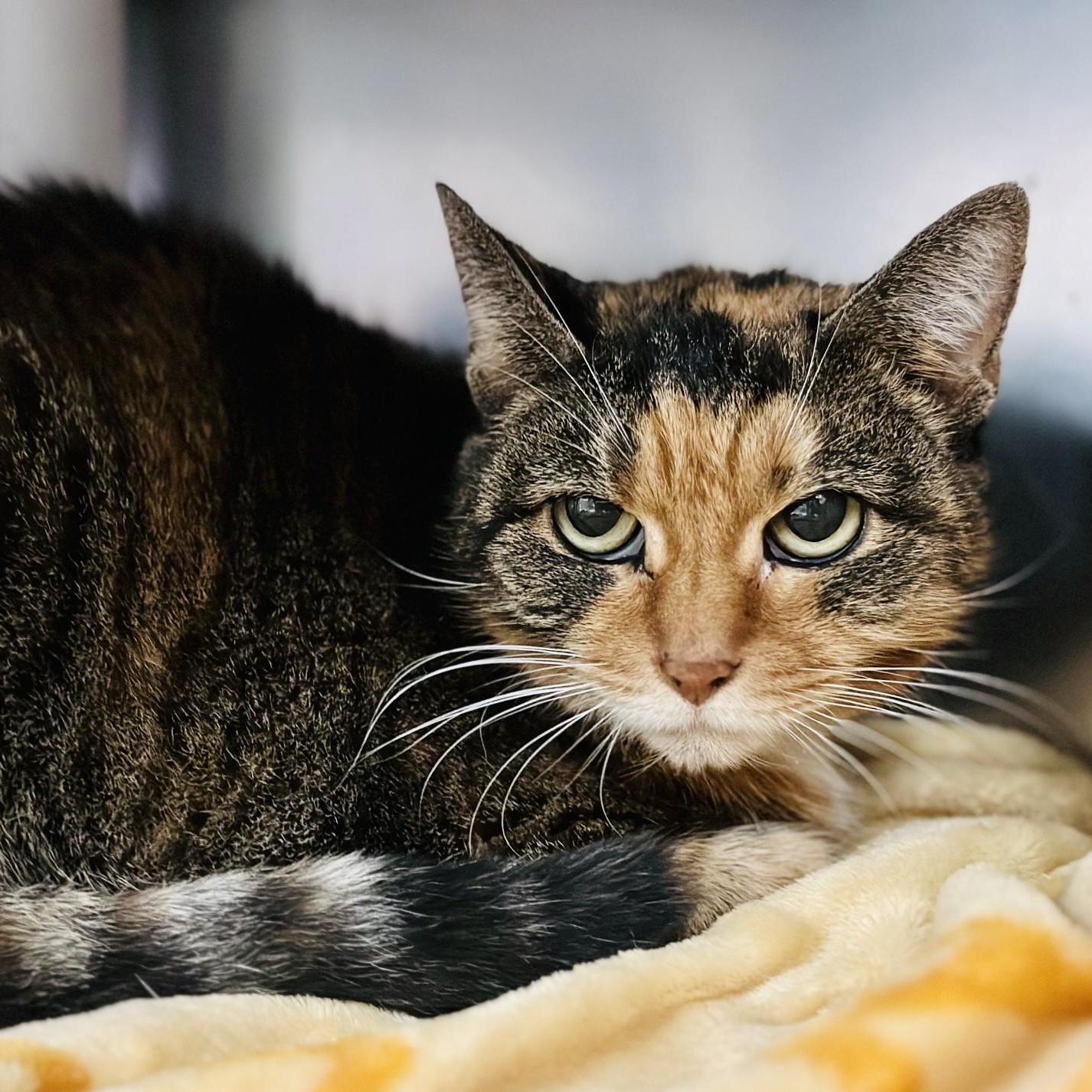 Beatrice, a Adoptable Domestic Short Hair in Jackson, NJ image 2/2