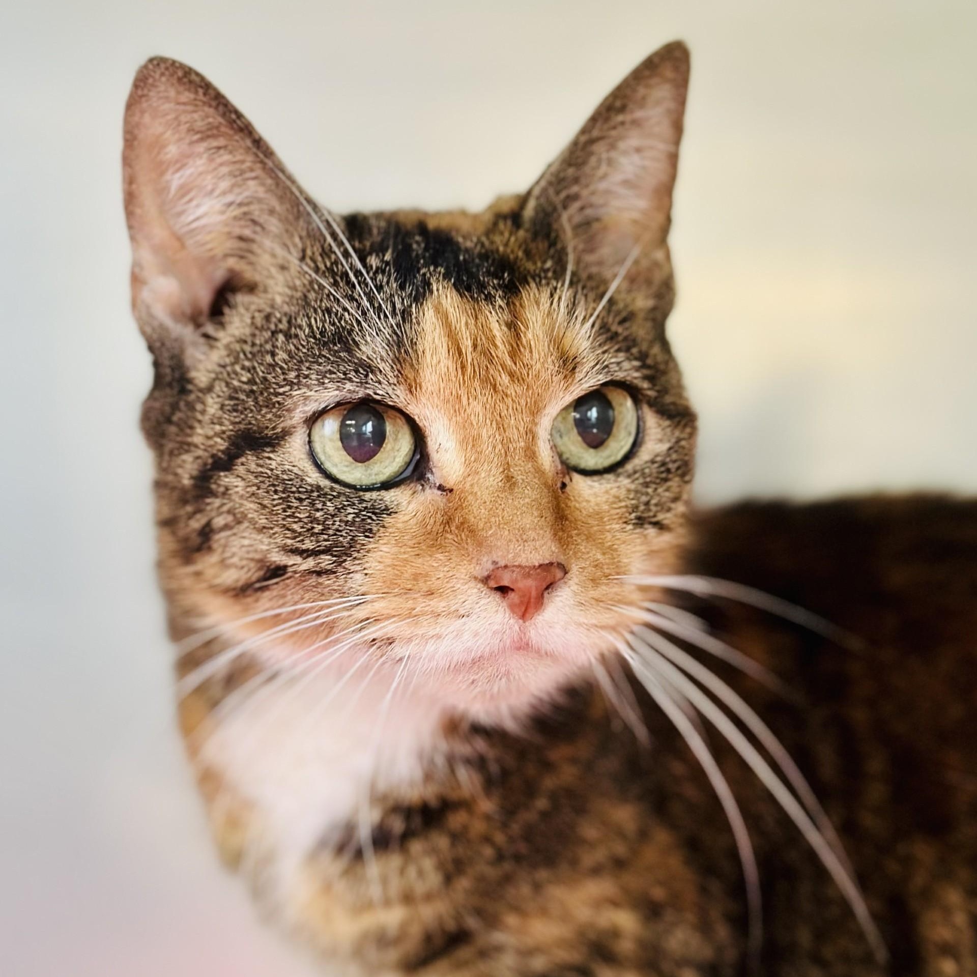 Beatrice thumbnail 2