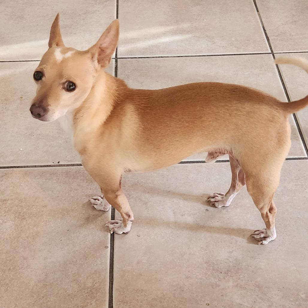 Max, a Adoptable Chihuahua in Las Vegas, NV image 1/2