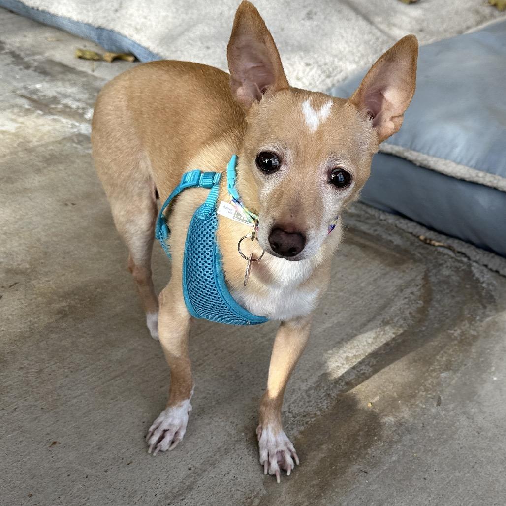 Max, a Adoptable Chihuahua in Las Vegas, NV image 2/2