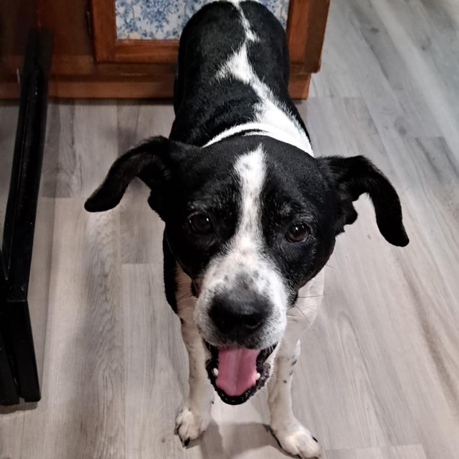 Enlarge Sploot, a Adoptable mixed breed in Dayton, OH image 1/3
