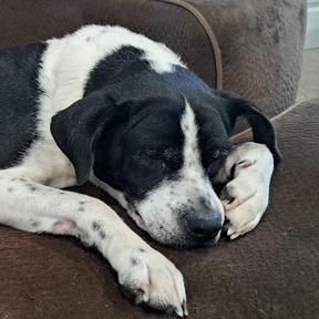 Enlarge Sploot, a Adoptable mixed breed in Dayton, OH image 2/3