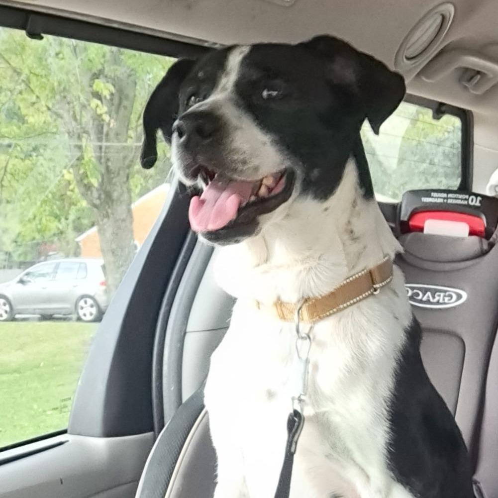 Enlarge Sploot, a Adoptable mixed breed in Dayton, OH image 3/3