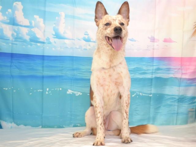 SQUIRTLE, Adoptable, Young Male Australian Cattle Dog / Blue Heeler & Mixed Breed.