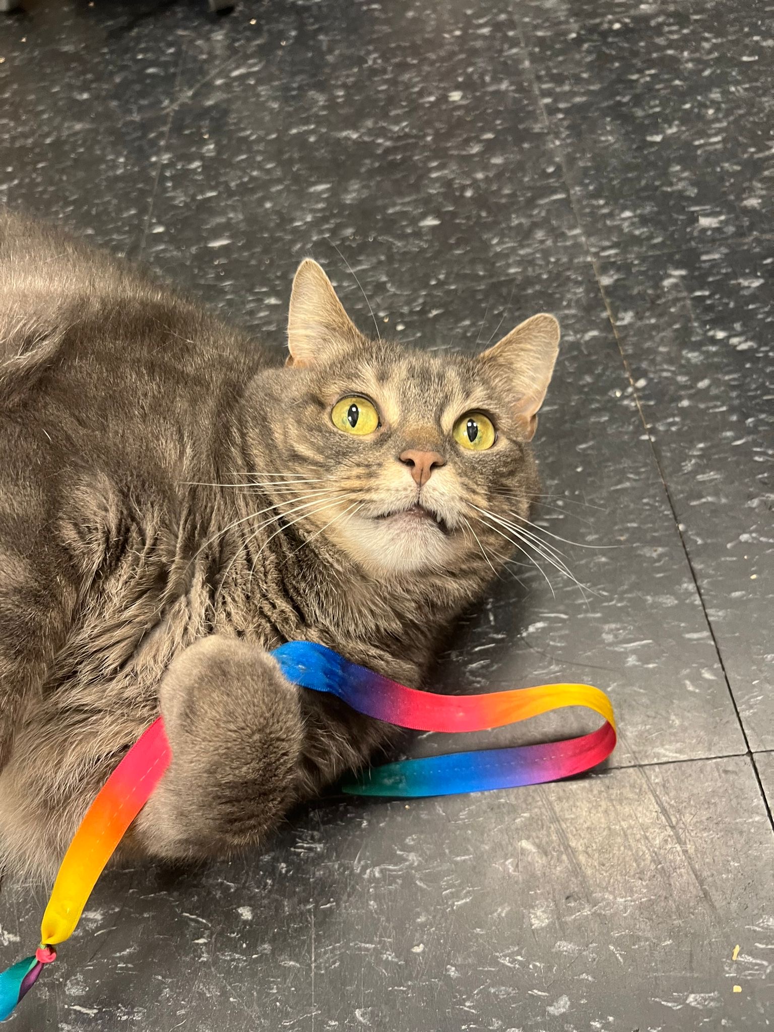 Enlarge Seneca, a Adoptable Domestic Short Hair in Brooklyn, NY image 2/5