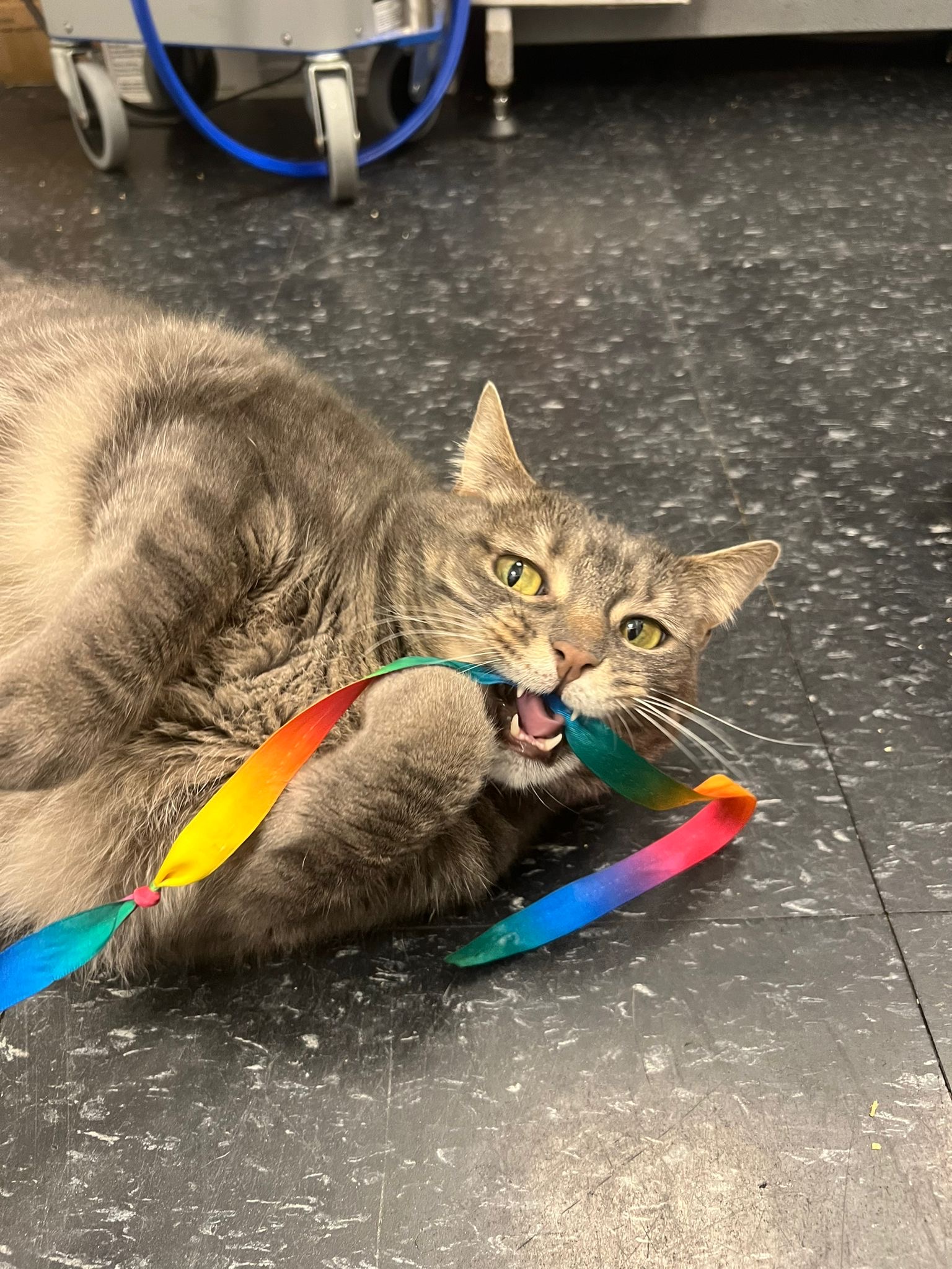 Enlarge Seneca, a Adoptable Domestic Short Hair in Brooklyn, NY image 4/5