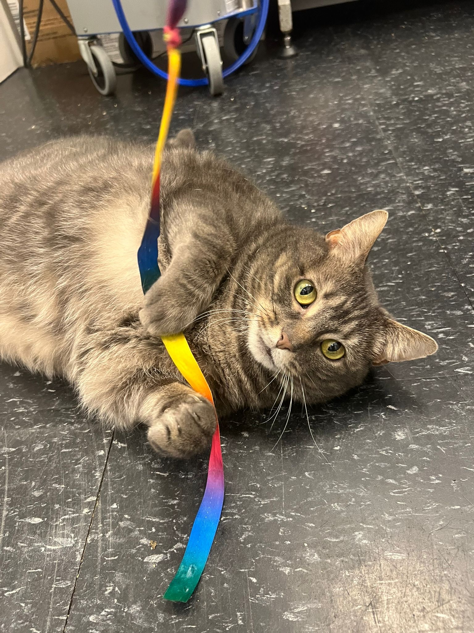 Enlarge Seneca, a Adoptable Domestic Short Hair in Brooklyn, NY image 5/5