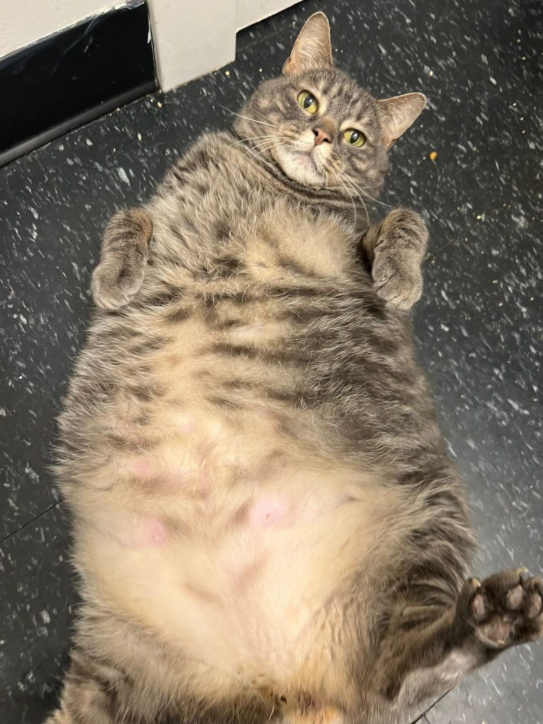 Enlarge Seneca, a Adoptable Domestic Short Hair in Brooklyn, NY image 3/5