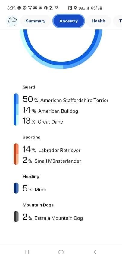 Enlarge Jake, a Adoptable Pit Bull Terrier in TULSA, OK image 3/6