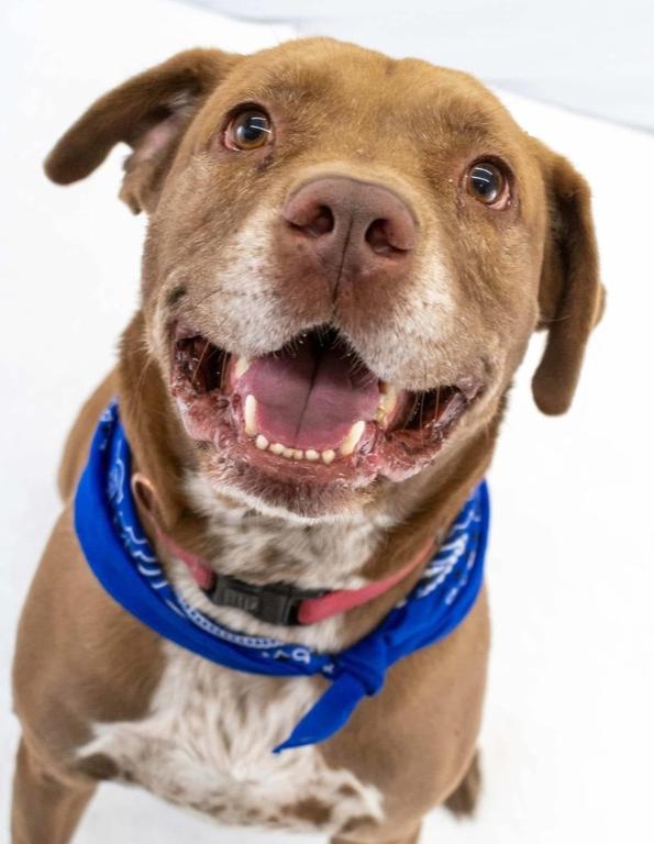 Enlarge Jake, a Adoptable Pit Bull Terrier in TULSA, OK image 4/6