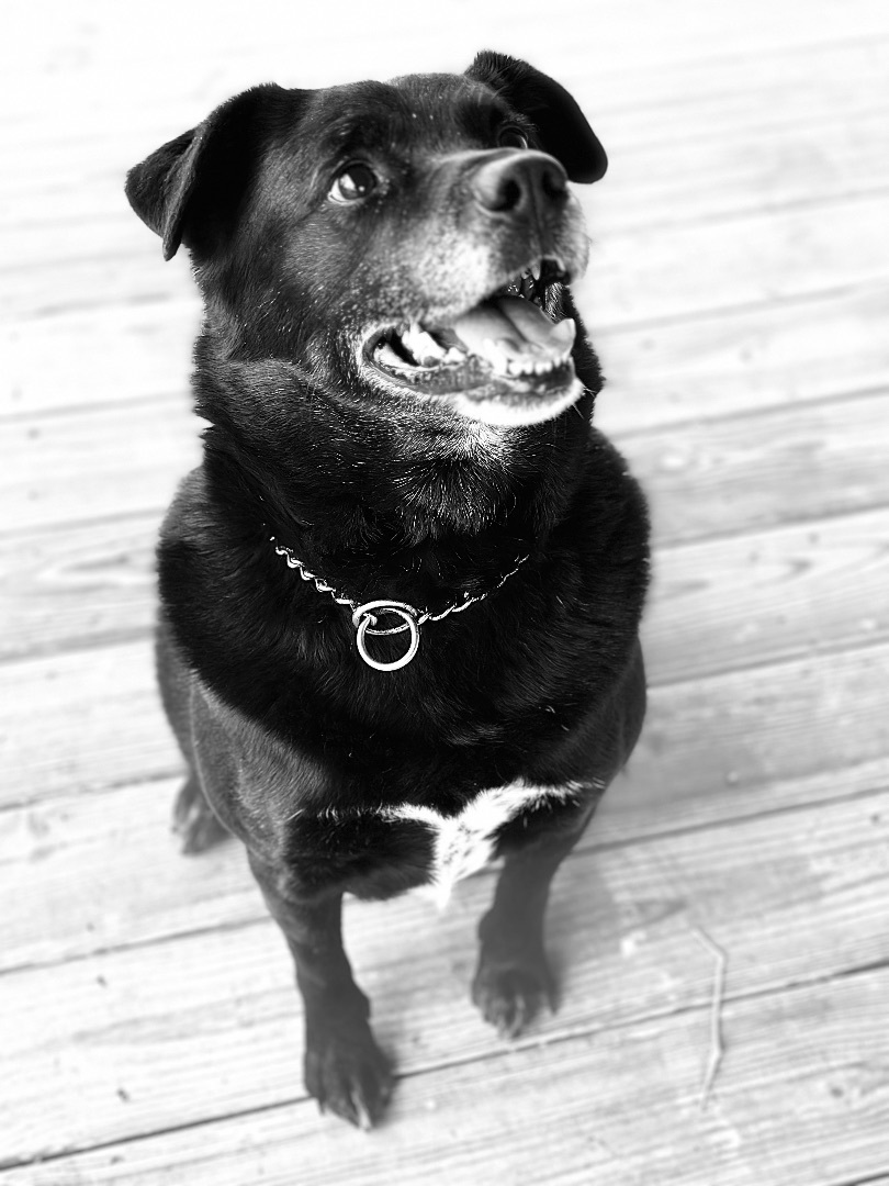 Enlarge Jackson, a Adoptable mixed breed in Greenfield, OH image 1/14