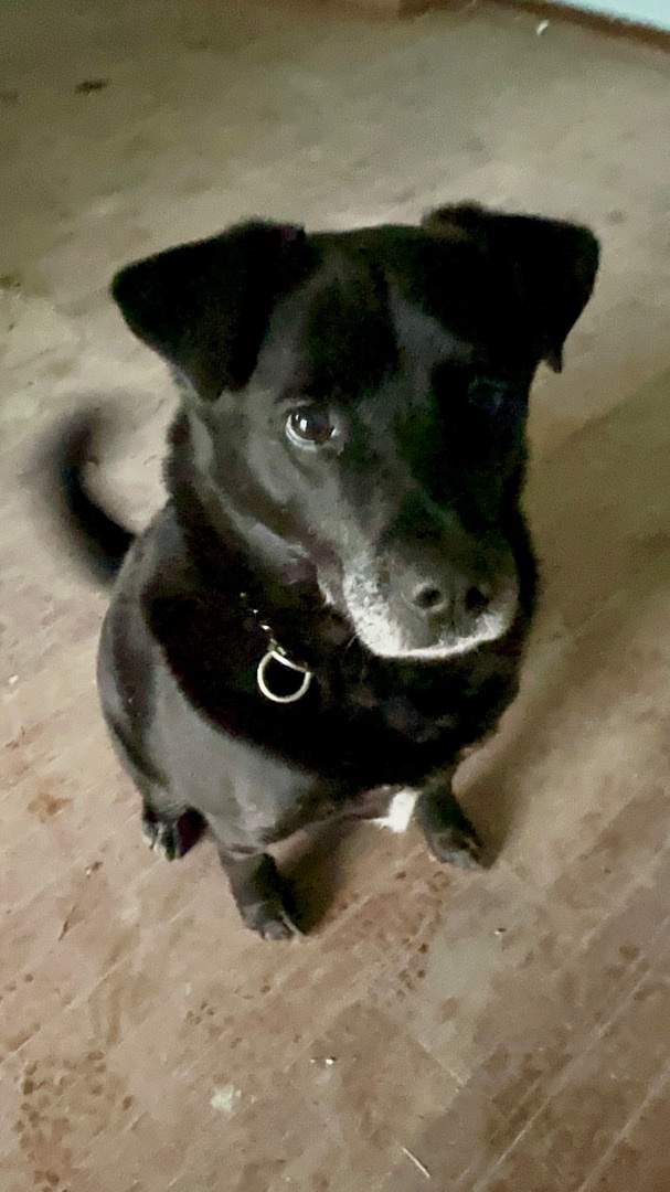 Enlarge Jackson, a Adoptable mixed breed in Greenfield, OH image 3/14