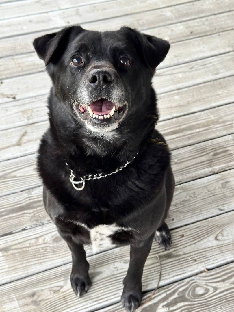 Enlarge Jackson, a Adoptable mixed breed in Greenfield, OH image 4/14