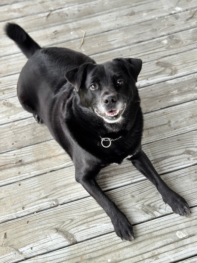 Enlarge Jackson, a Adoptable mixed breed in Greenfield, OH image 5/14