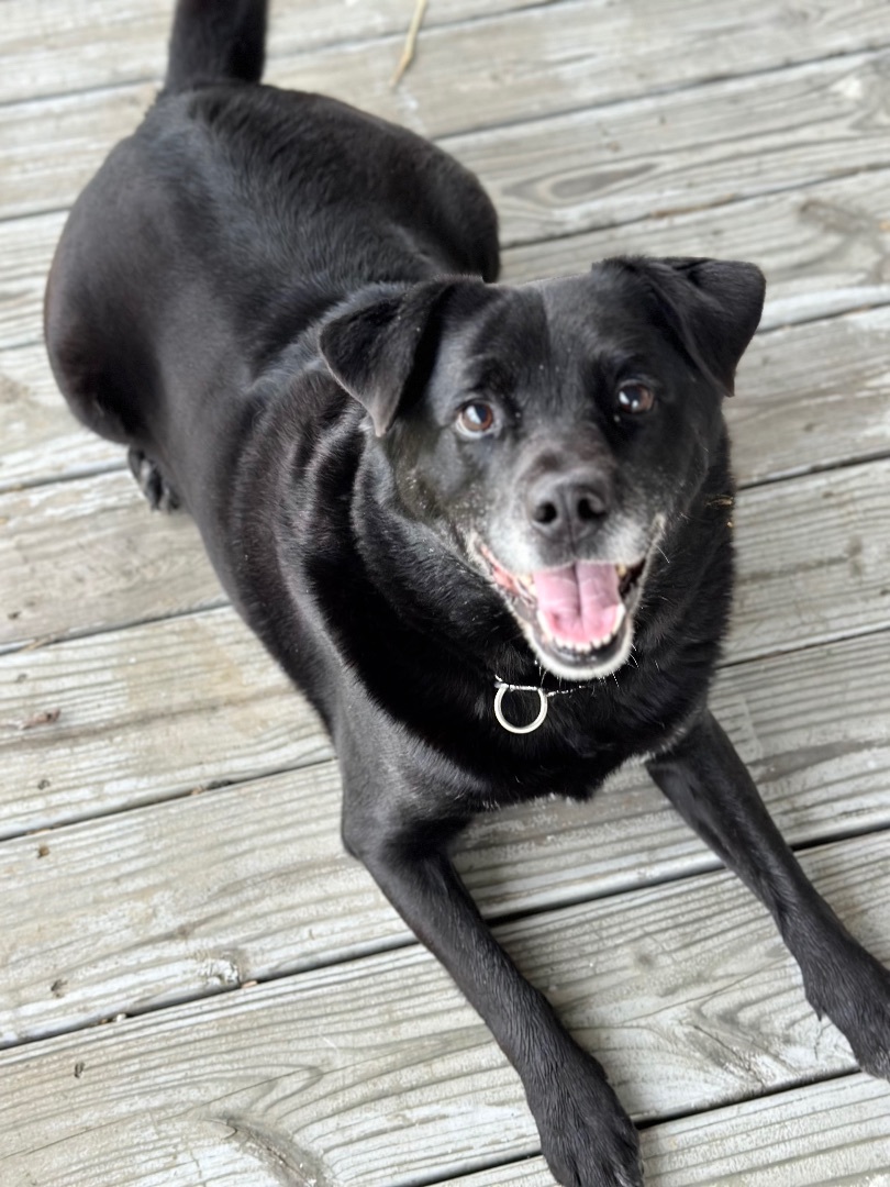 Enlarge Jackson, a Adoptable mixed breed in Greenfield, OH image 6/14