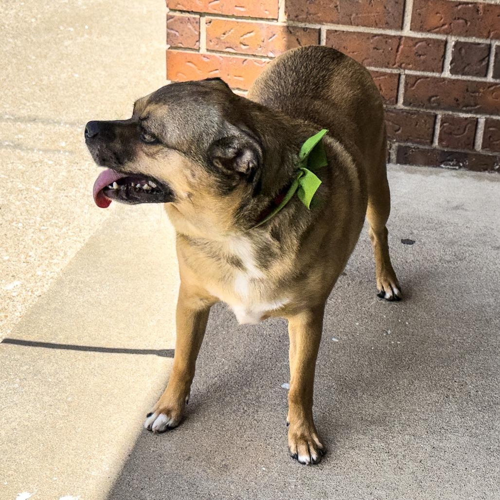 Enlarge Spooky, a Adoptable mixed breed in Wichita, KS image 1/6