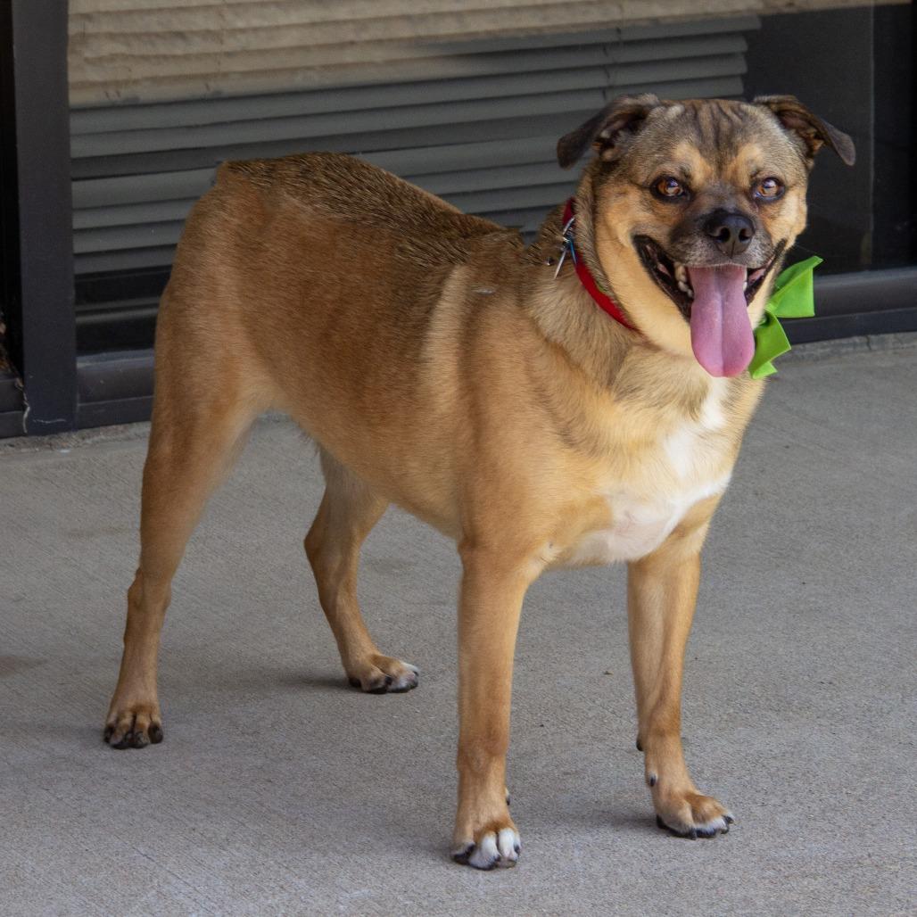 Enlarge Spooky, a Adoptable mixed breed in Wichita, KS image 3/6