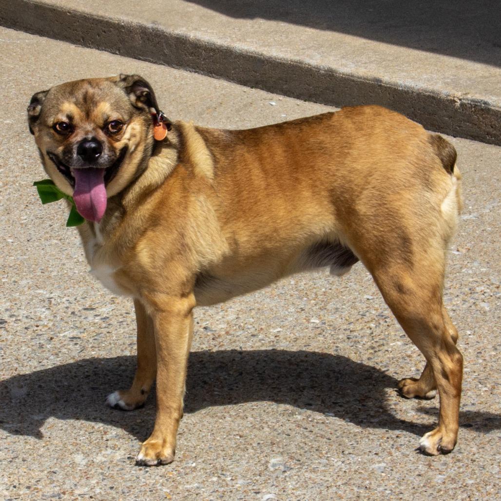 Enlarge Spooky, a Adoptable mixed breed in Wichita, KS image 5/6
