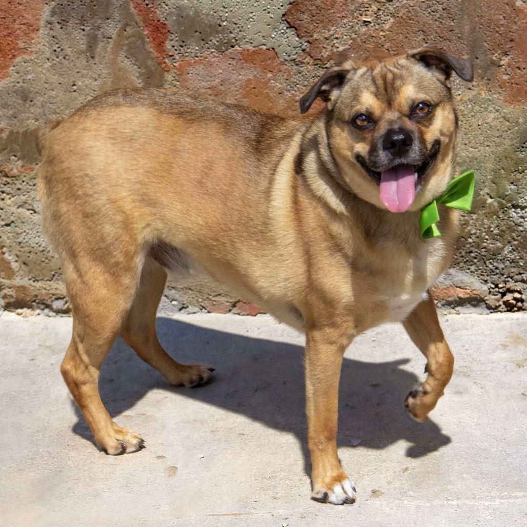 Enlarge Spooky, a Adoptable mixed breed in Wichita, KS image 6/6