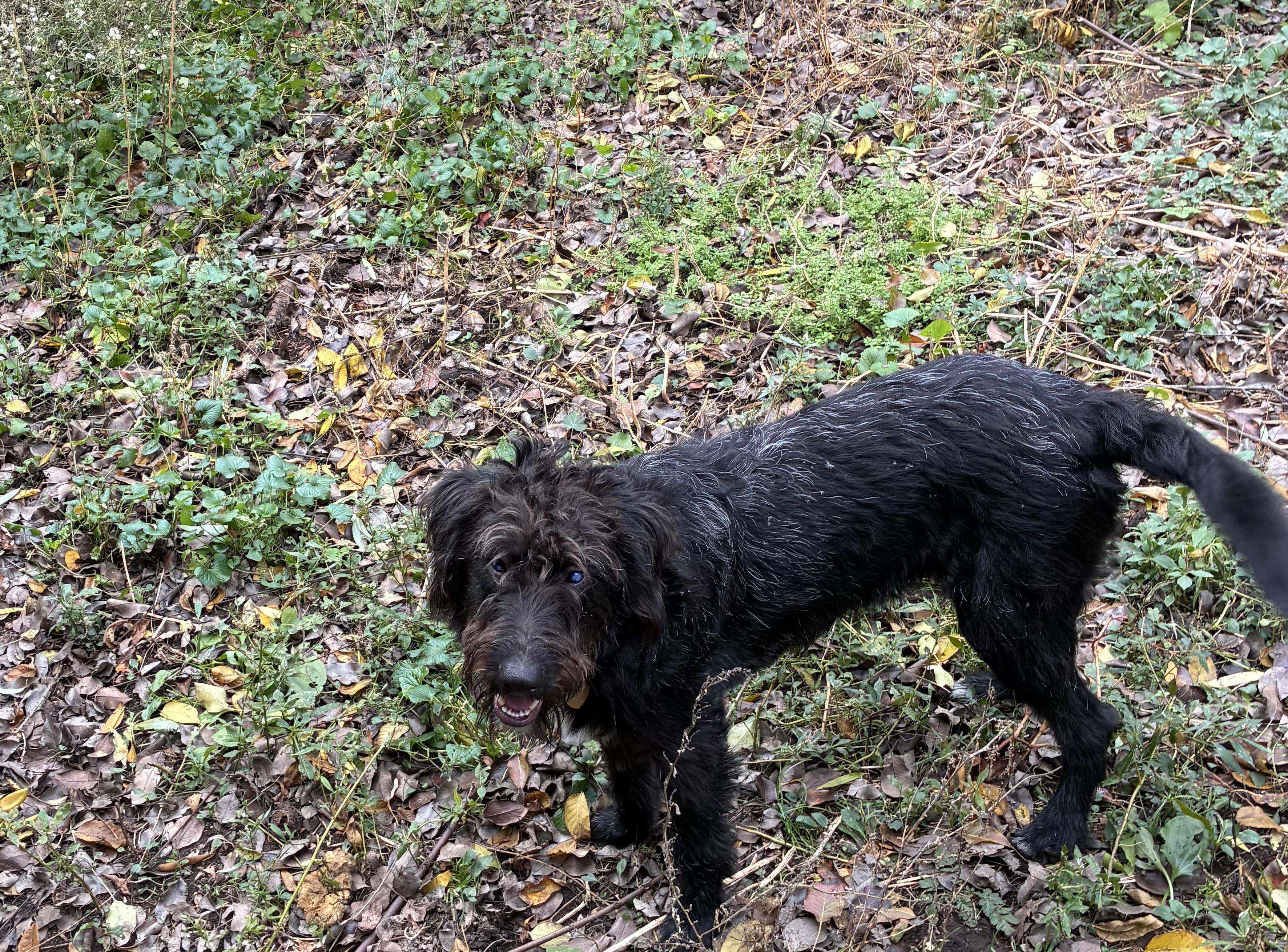 Snoopy, Adoptable, Young Male Poodle & Schnauzer.