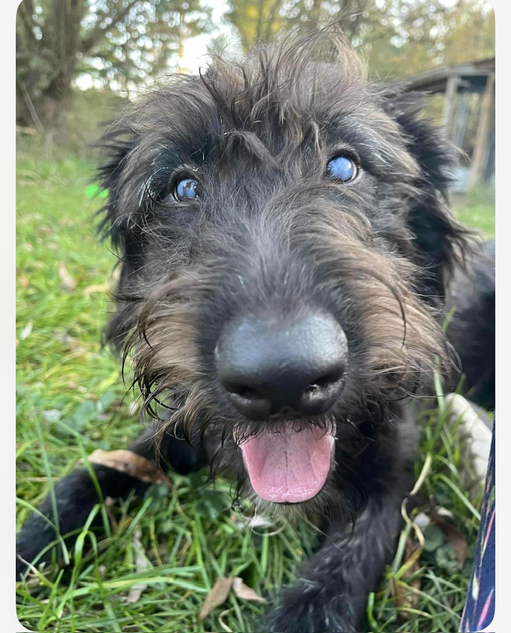 Snoopy, a Adoptable mixed breed in Howell, MI image 2/3