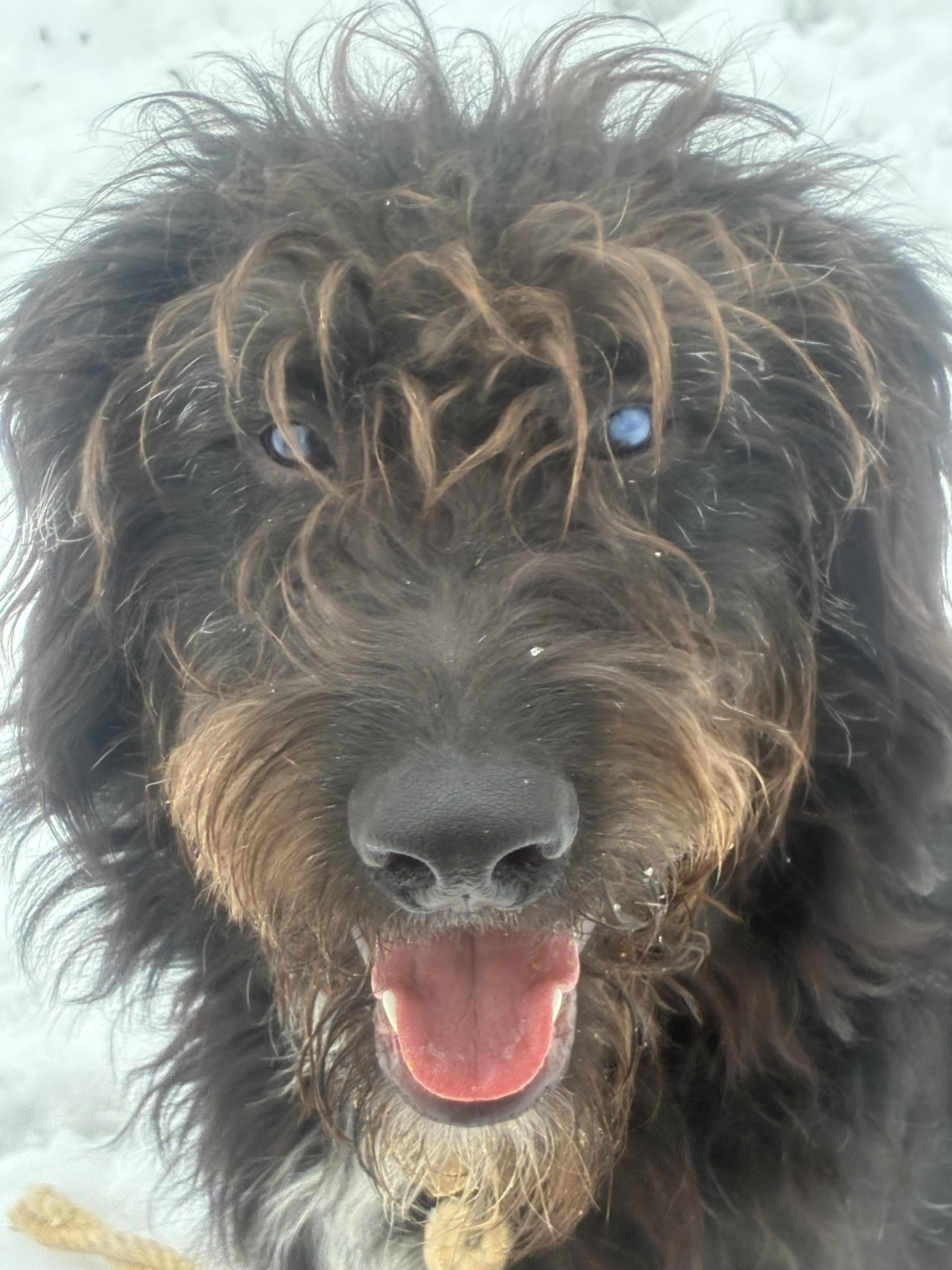 Enlarge Snoopy, a Adoptable mixed breed in Howell, MI image 4/4