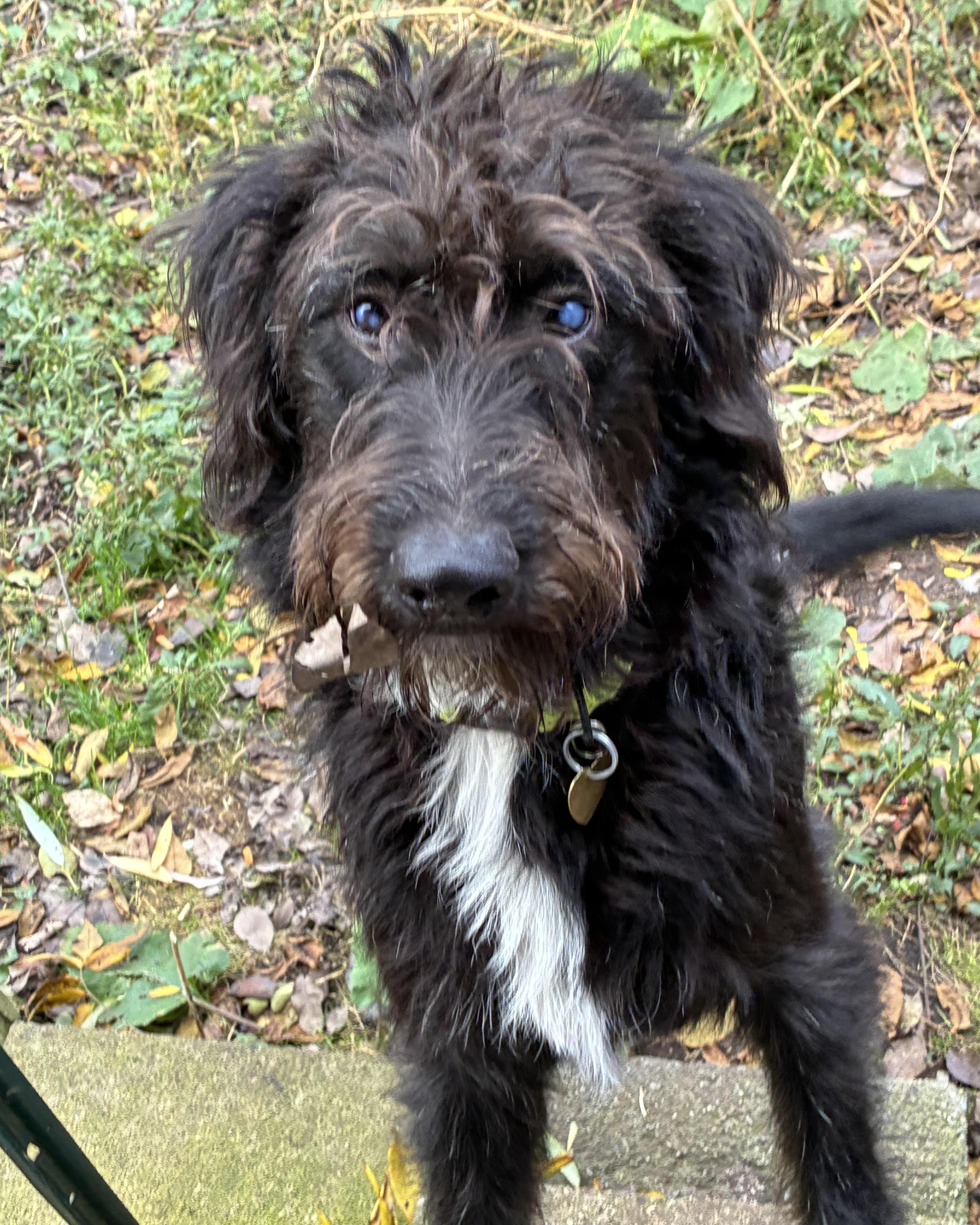 Snoopy, a Adoptable mixed breed in Howell, MI image 3/3