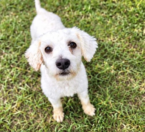 Enlarge Blanco, a Adoptable mixed breed in Southfield , MI image 3/5