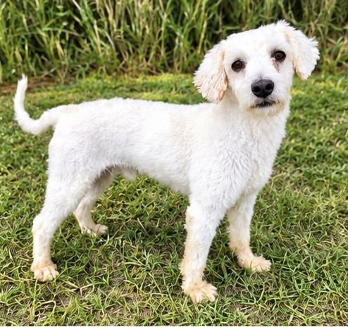 Enlarge Blanco, a Adoptable mixed breed in Southfield , MI image 4/5