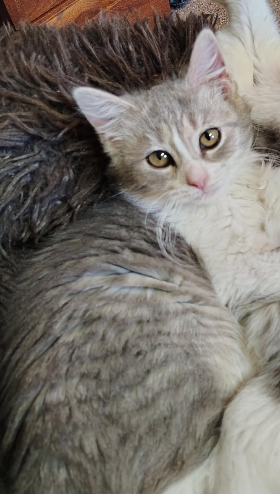 Enlarge Miss Teak *With Mr.E*, an adopted Domestic Short Hair in Watertown, WI image 2/2